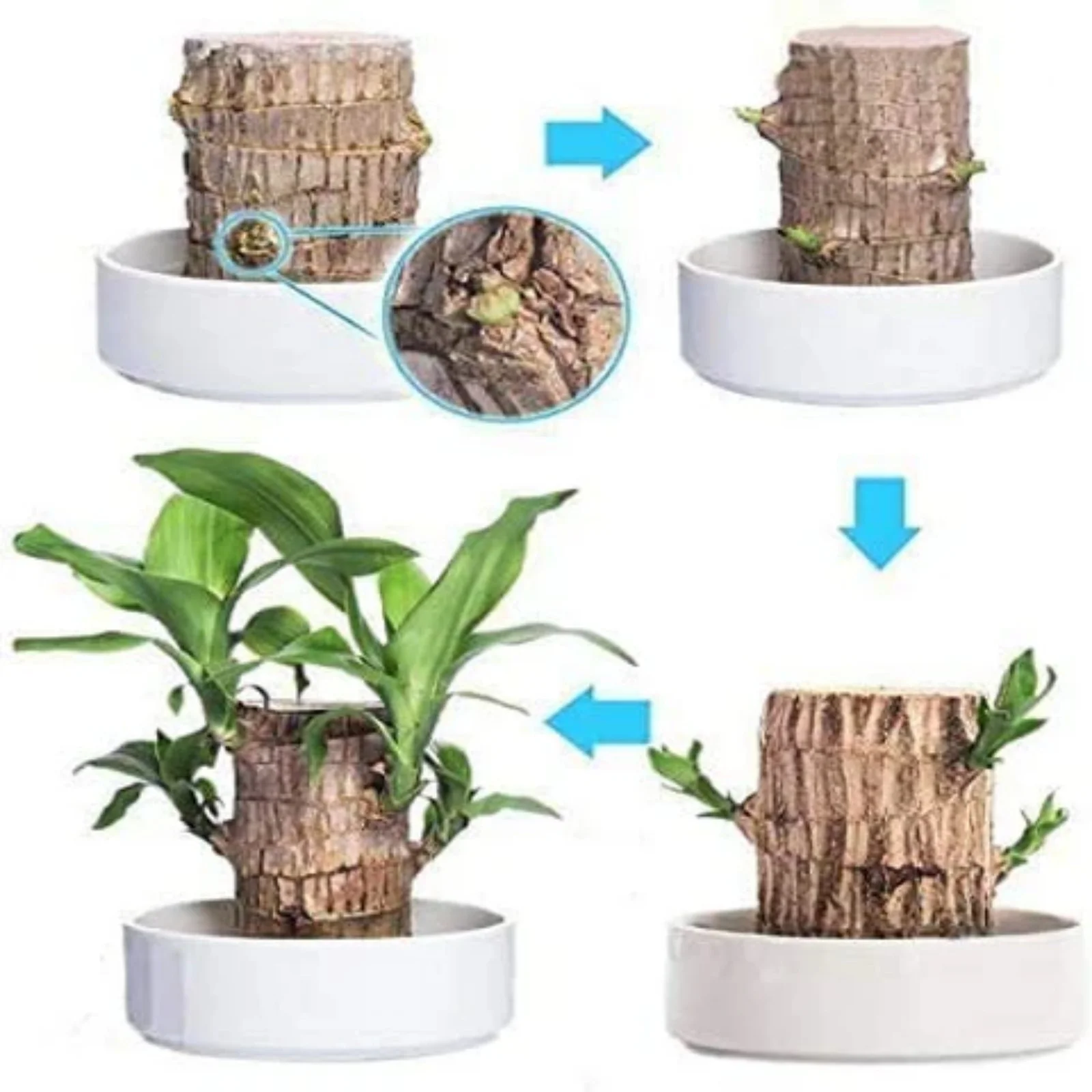 Brazilian Wood,Brazilian Wood Plant,Brazilian Lucky Wood Plant Pot,Large Brazilian Wood Plant,Home Decoration,Brazilian Wood For Sale(Brazilian Wood/Tray And Doll/Potted Plant)