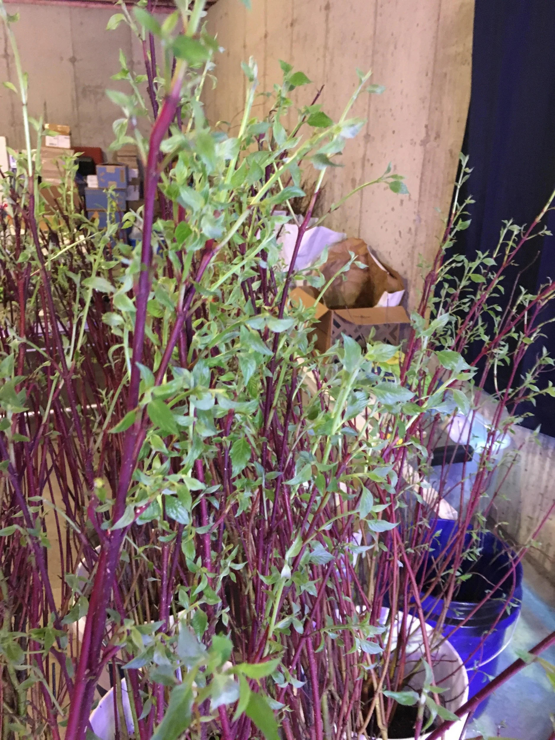 Kwanzan Cherry tree seedling