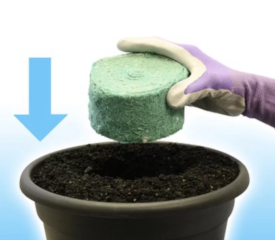 Tomato Painted Daisy Fragrance Bouquet Rockets Seed Multi pack of 3 As Seen On TV