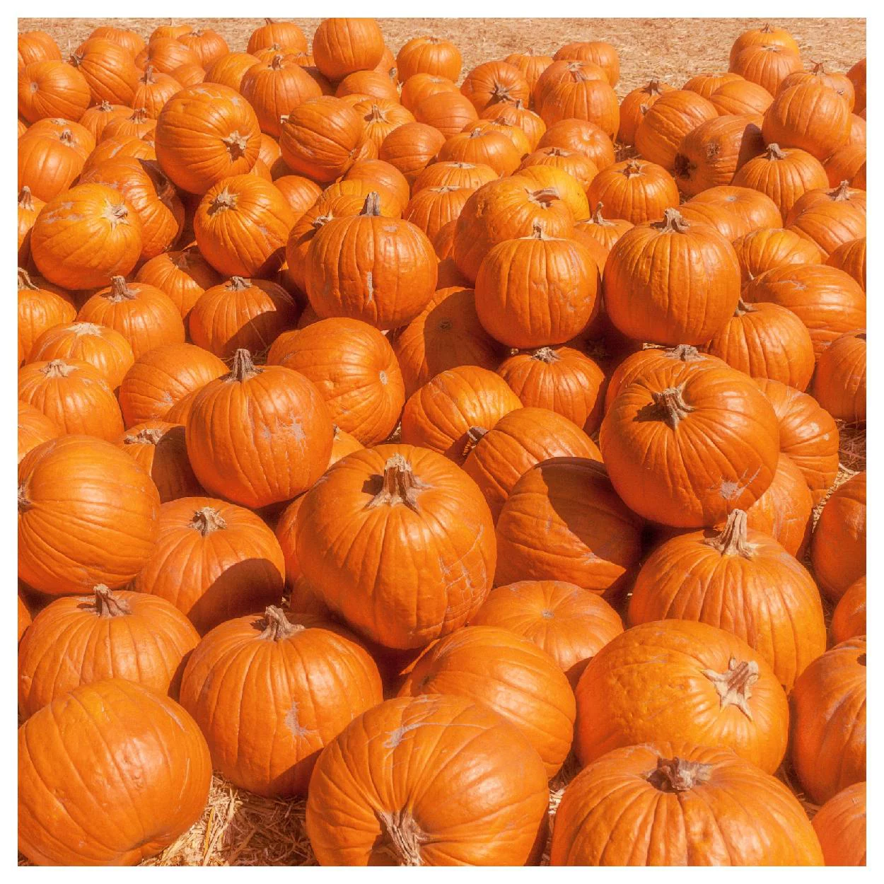 Everwilde Farms - 1 oz Howdens Field Pumpkin Pumpkin Seeds - Gold Vault Bulk Seed Packet