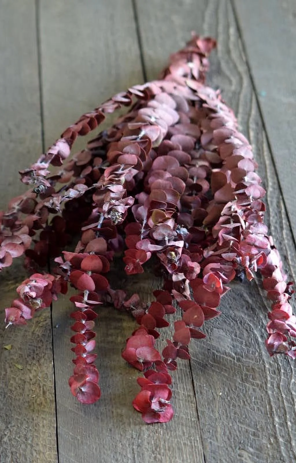 Preserved Eucalyptus Branches for sale - Red 8 oz bunch - One 3-4 stems Length 25-30in. -- Case of 12 bunches - Red