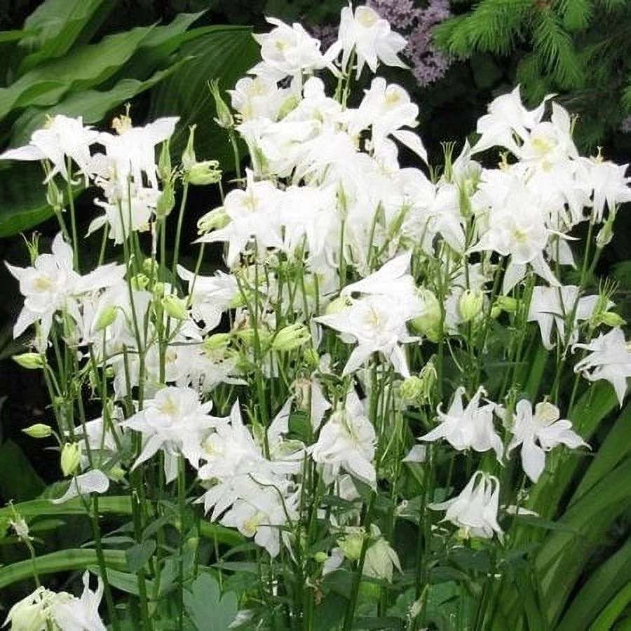 Columbine Seeds - Crystal Star - Packet - White Flower Seeds,  Heirloom Seed  Attracts Bees, Attracts Butterflies, Attracts Hummingbirds, Attracts Pollinators, Extended Bloom Time, Container Garden
