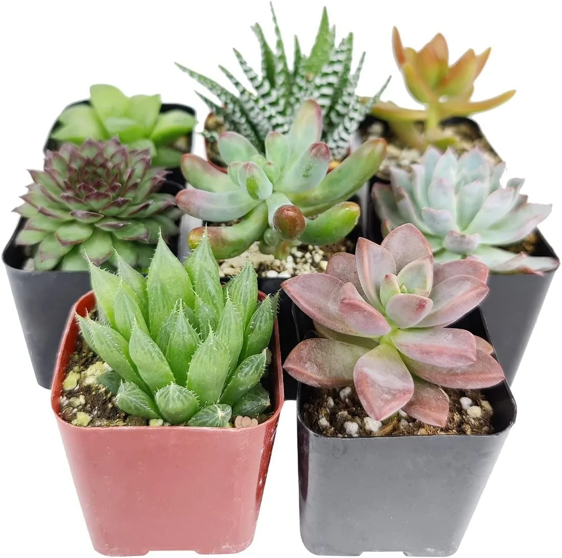 Pet-Friendly Succulent Pack | Set of 2/4/6/8/10/24/36/48 Best Succulent Plants | Pet Safe Non Toxic Succulent Collection (6)