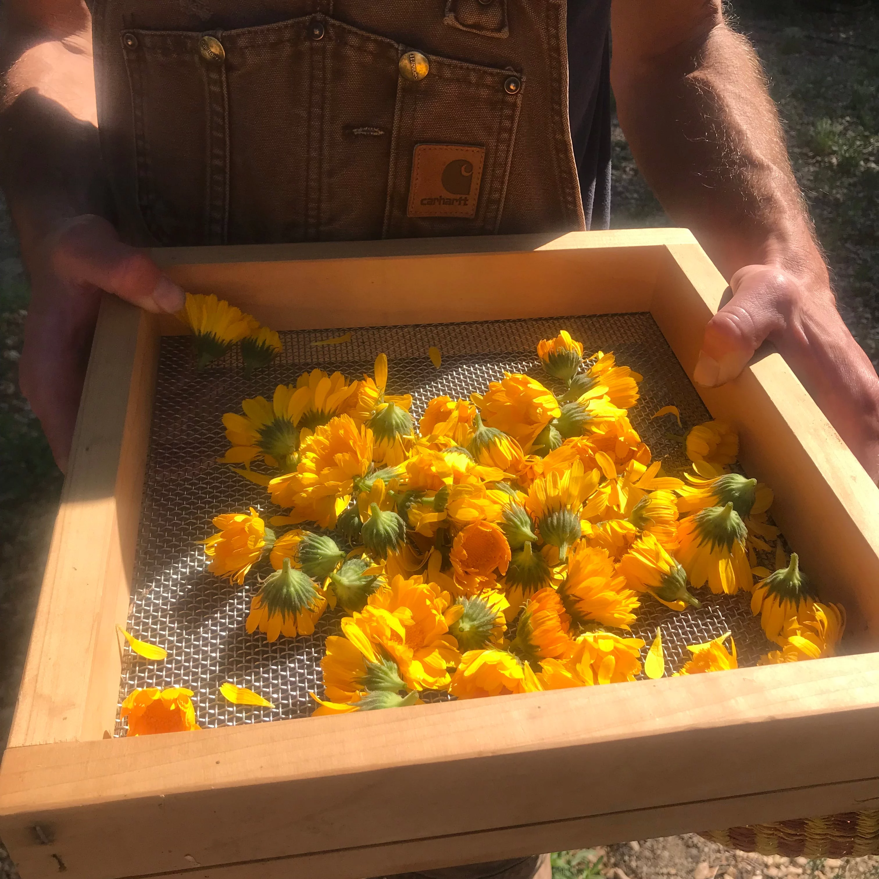 Resina Calendula Seeds