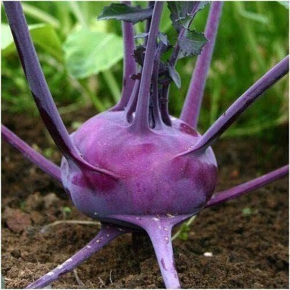 100 Purple Vienna Kohlrabi Seeds for Planting Exotic Garden Vegetable
