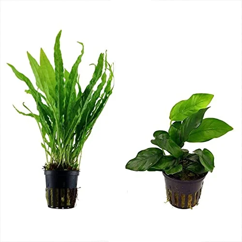 Potted Live Aquarium Plants Bundle - Easy and Snail Free Aquatic Plants (2 Pots)