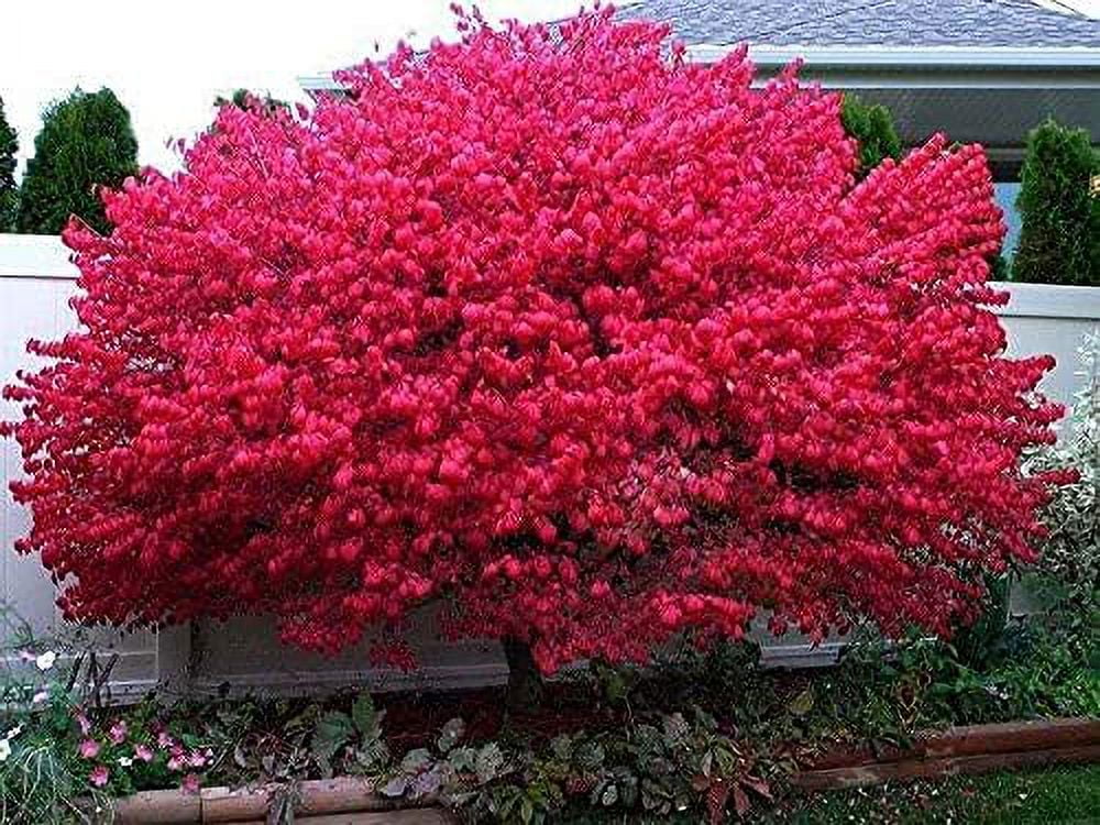 10 Dwarf Burning Bushes - Live Plants - 4-10