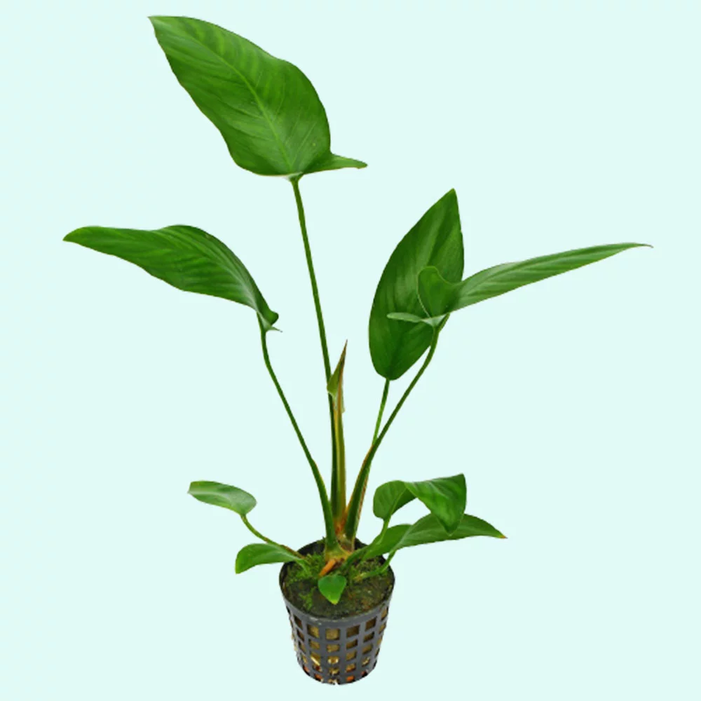 Anubias Hastifolia In 2