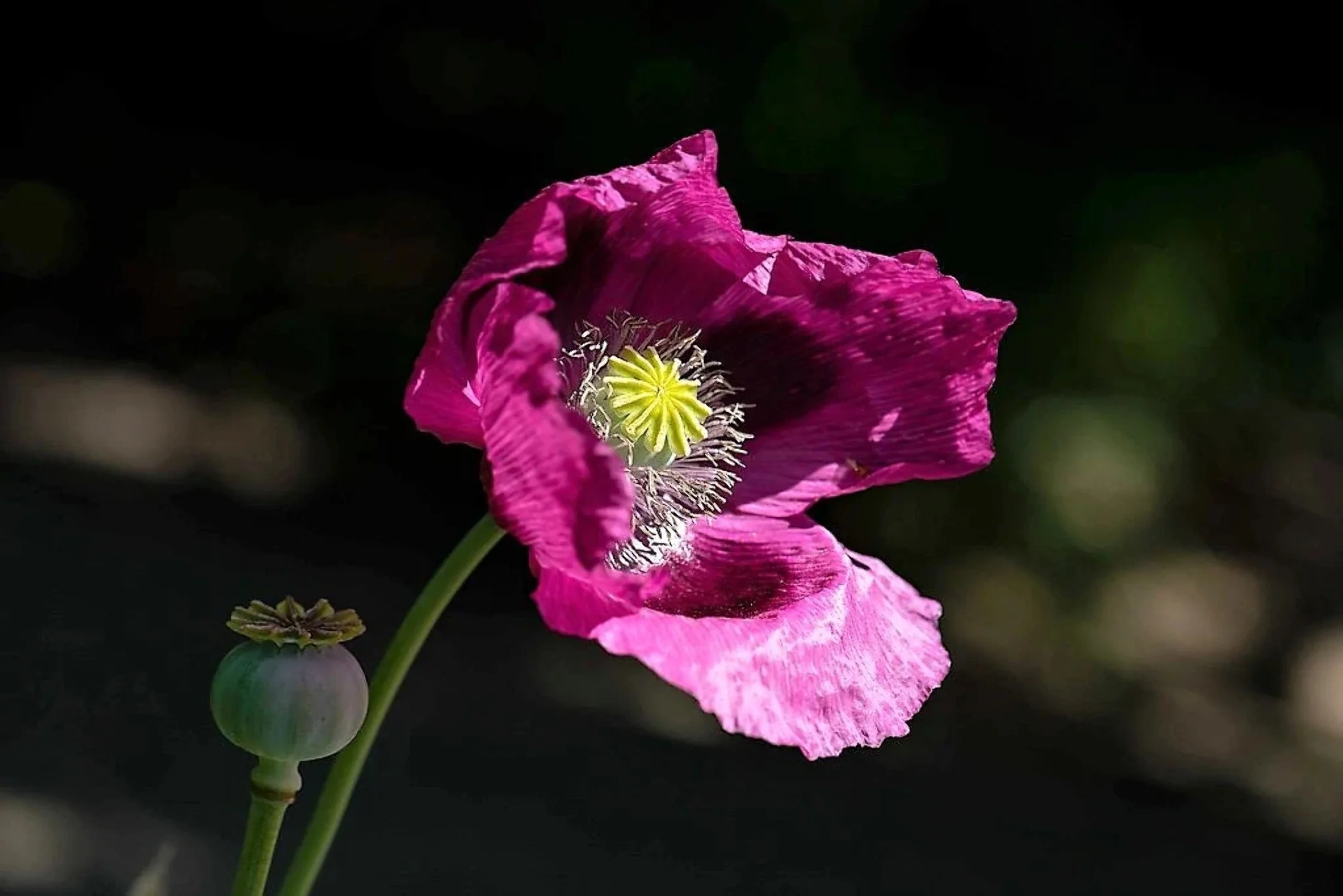 1000 HUNGARIAN BREADSEED POPPY Papaver Somniferum Purple Blue Flower Seeds