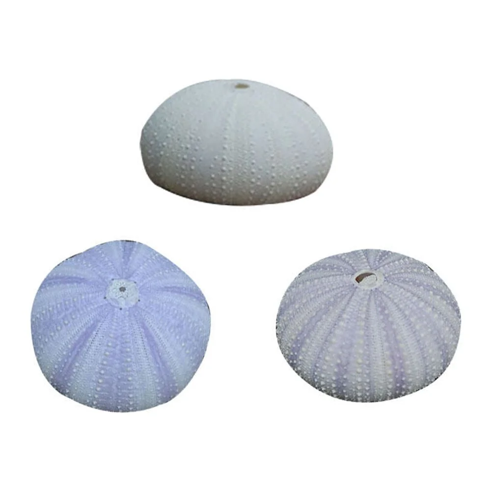 NICEXMAS 3 Pcs Natural Dried Sea Urchin Shells Conch Shells Creative Air Plant Containers DIY Handmade Mini Planting Pots Desktop Ornament (Random Color)