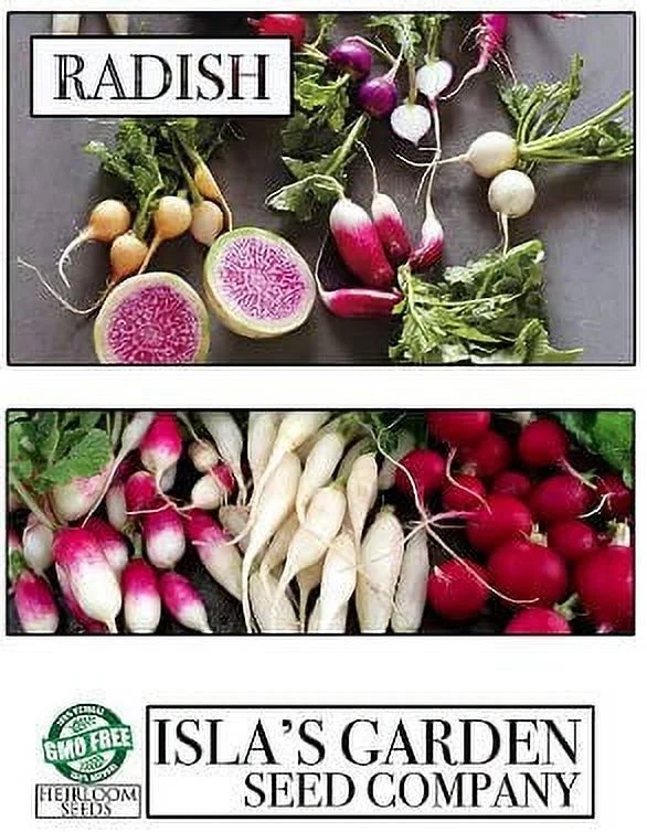 China Rose Pink Radish Seeds, 125 Heirloom Seeds Per Packet, Non Gmo Seeds