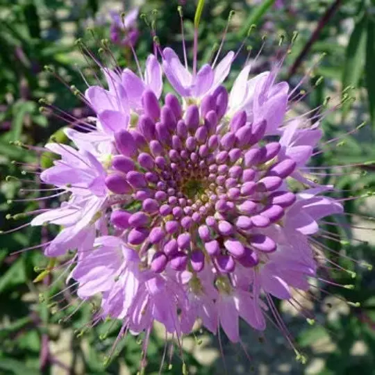 25 ky Mountain Bee Plant Flower Seeds