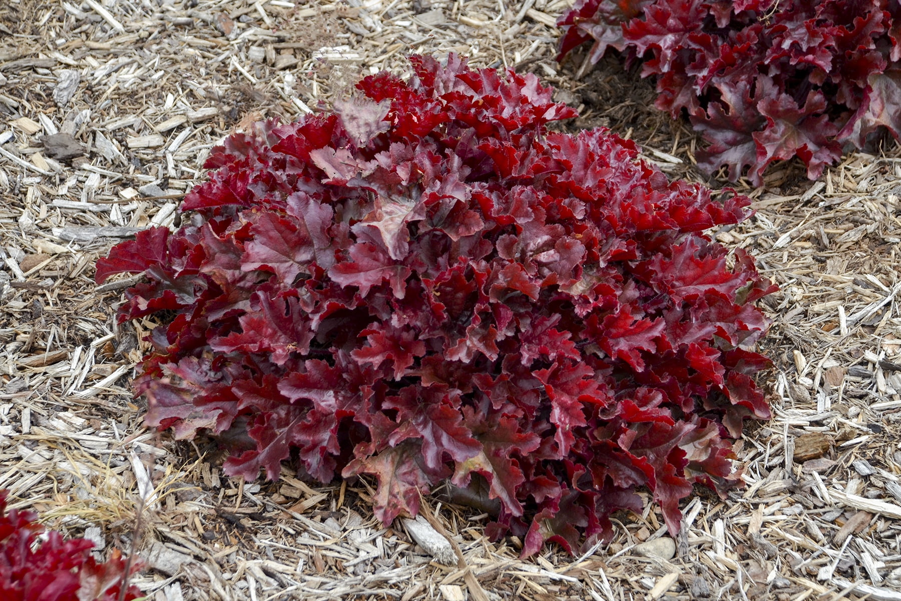 0.65 Gallon Dolce Cherry Truffles Coral Bells (Heuchera) Live Plant, Pink Flowers and Red Foliage