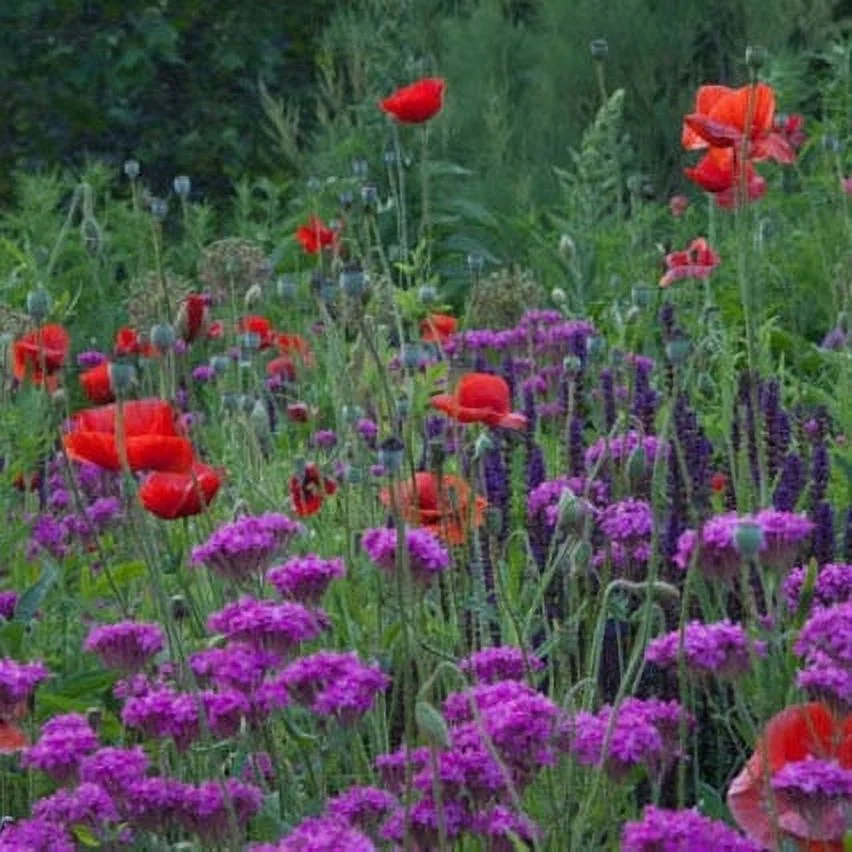 Catchfly Seeds - 1 Pound - Pink/Purple Flower Seeds,  Heirloom Seed  Attracts Bees, Attracts Butterflies, Attracts Hummingbirds, Attracts Pollinators, Fragrant, Container Garden