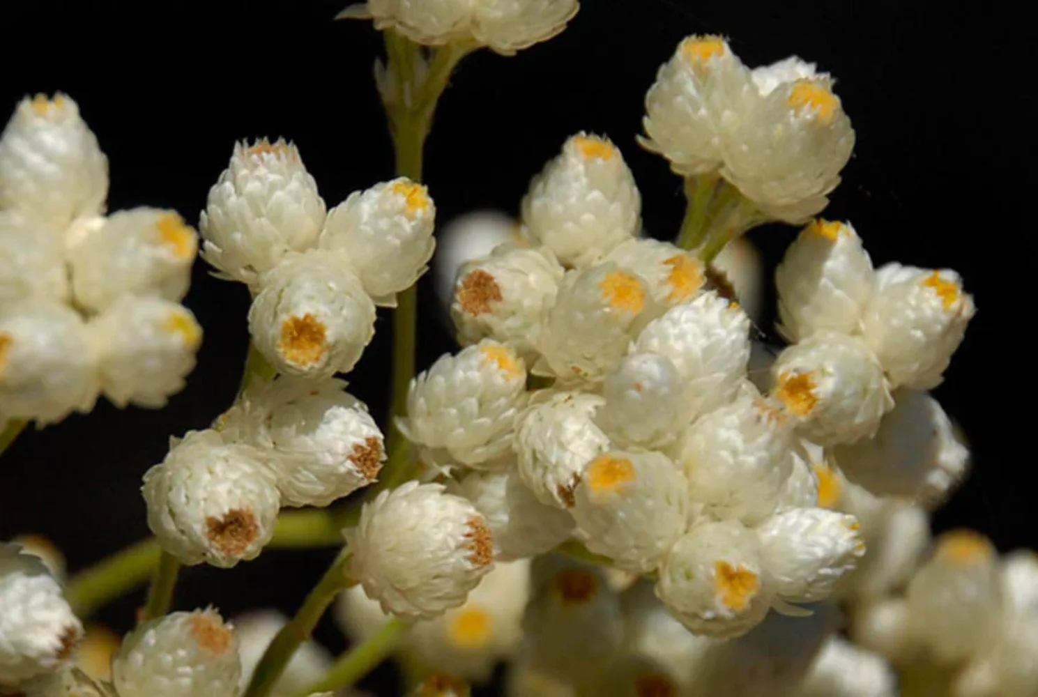 100 White SWEET EVERLASTING Gnaphalium Obtusifolium Butterfly Flower Herb Seeds
