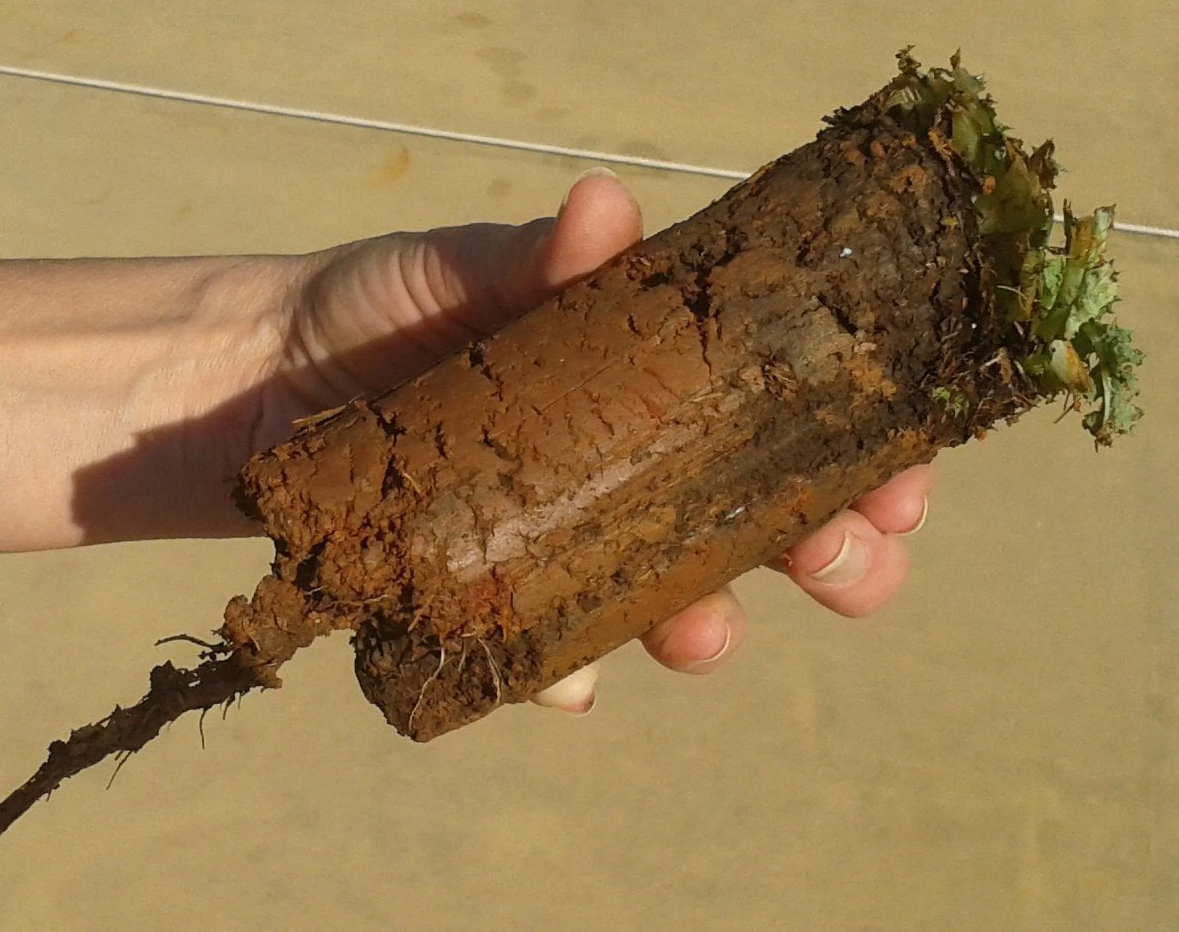 Proplugger 5-In-1 Lawn Tool And Garden Tool Bulb Planter W