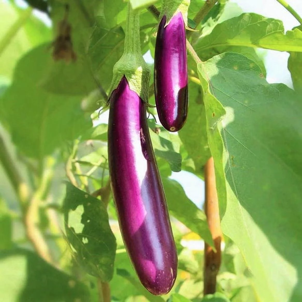 TomorrowSeeds - Long Purple Eggplant Seeds - 200+ Count Packet - Aubergine Italian Violet Brinjal Guinea Summer Squash Vegetable Seeds For 2024 Season