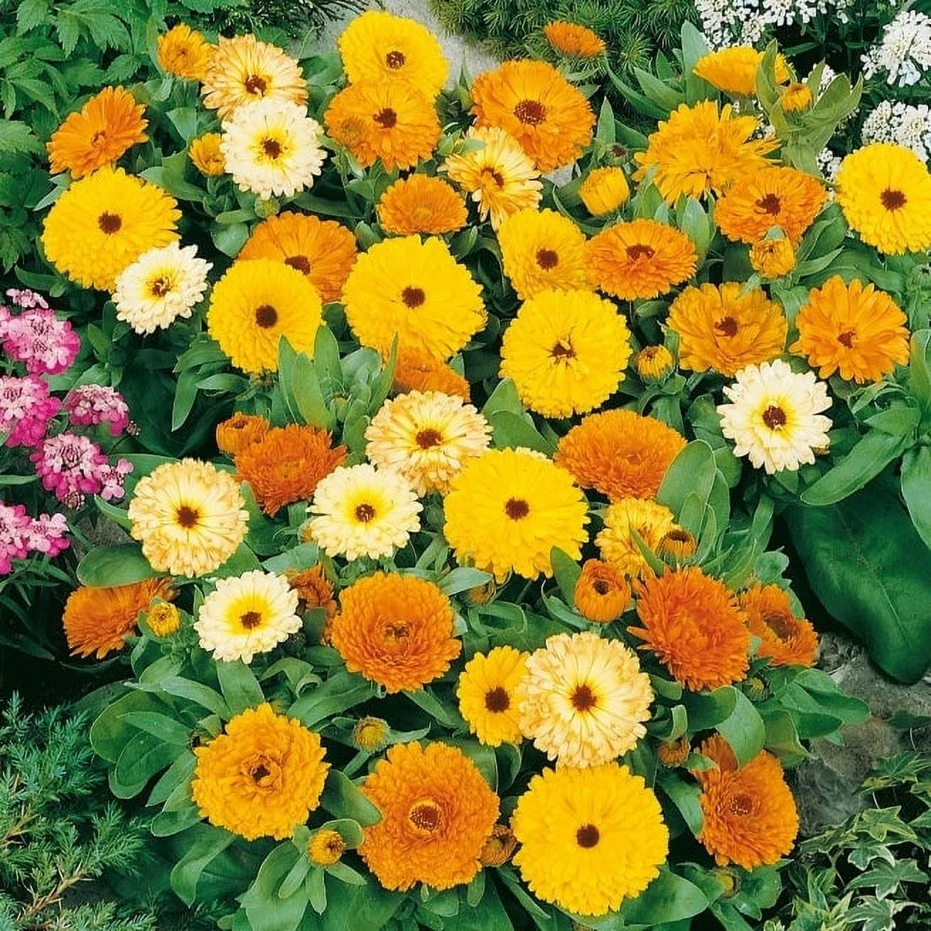 Calendula Seeds (Dwarf) - Fiesta Gitana - 1/4 Pound - Orange/Yellow/White Flower Seeds,  Heirloom Seed  Attracts Bees, Attracts Butterflies, Attracts Pollinators, Easy to Grow & Maintain, Edible