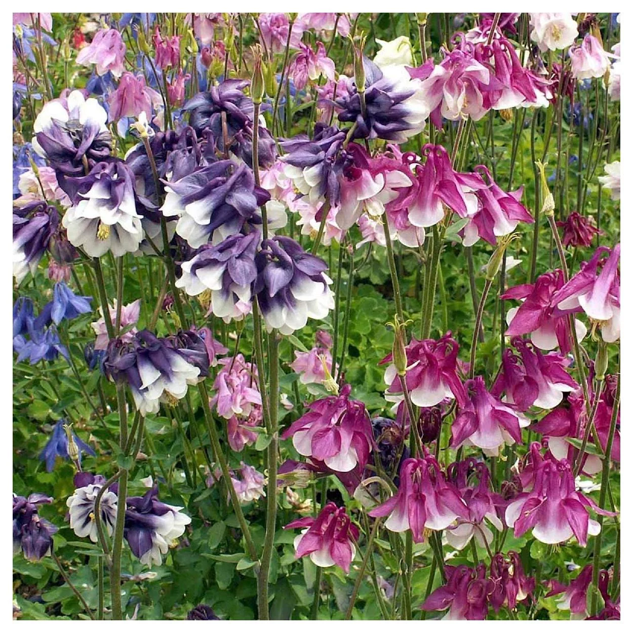 Everwilde Farms - 1250 Dwarf Mixed Columbine Garden Flower Seeds - Gold Vault Jumbo Bulk Seed Packet