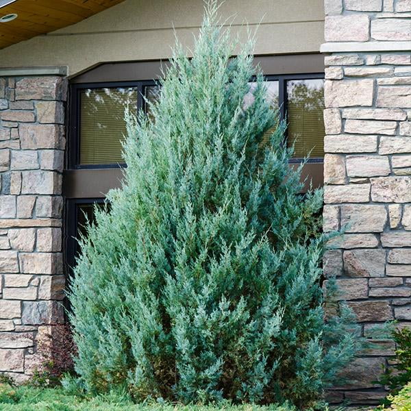 Brighter Blooms - Juniper 'Wichita Blue' Tree, 2-3 ft. - No Shipping To AZ,CA