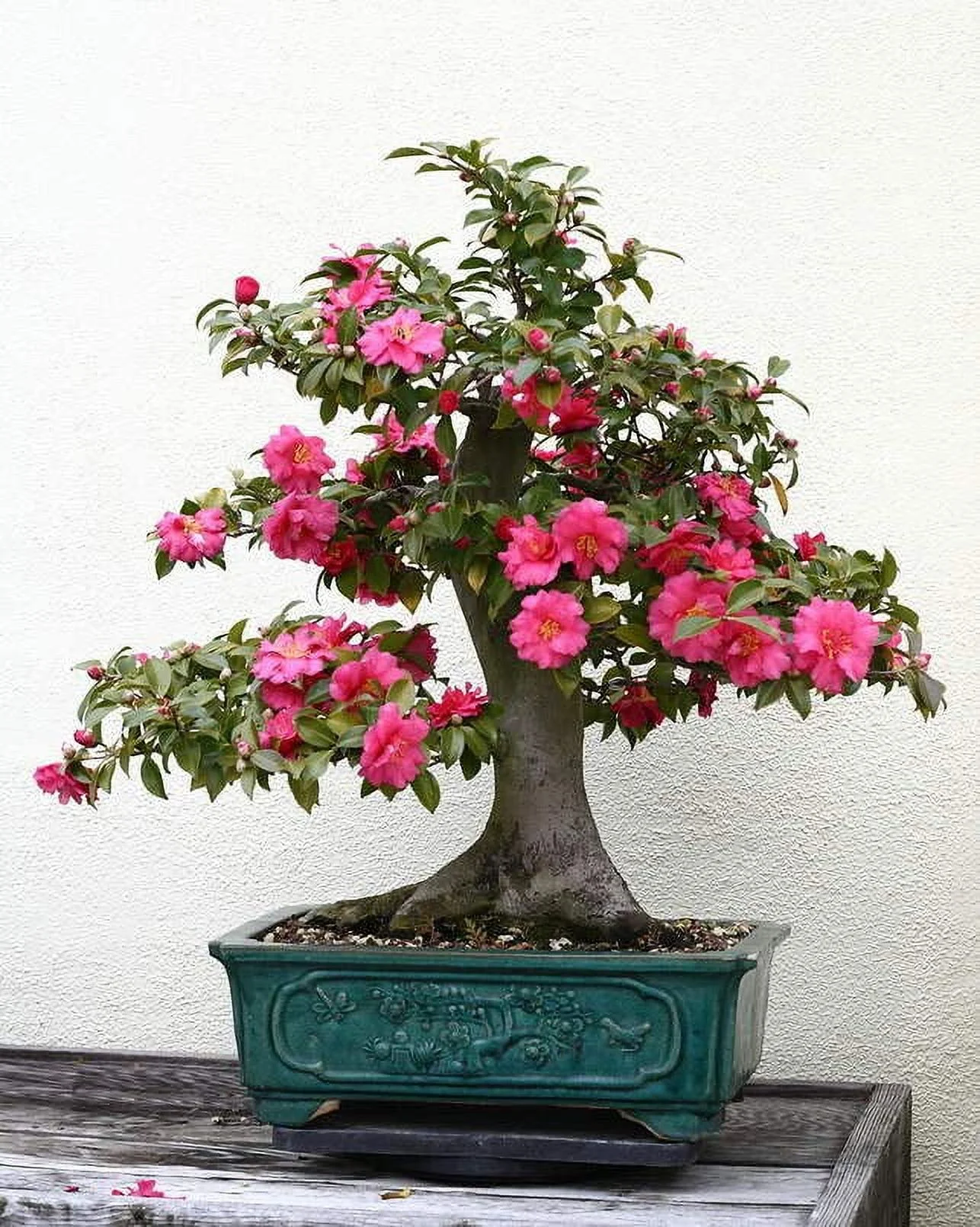 Japanes Camellia Tree Seeds for Planting (5 Seeds) - Camellia Japonica - Stunning Flowering Tree