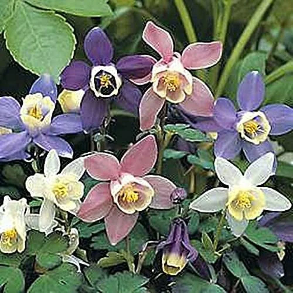 Aquilegia Columbine Caerulea Dragonfly Mix Perennial Seeds