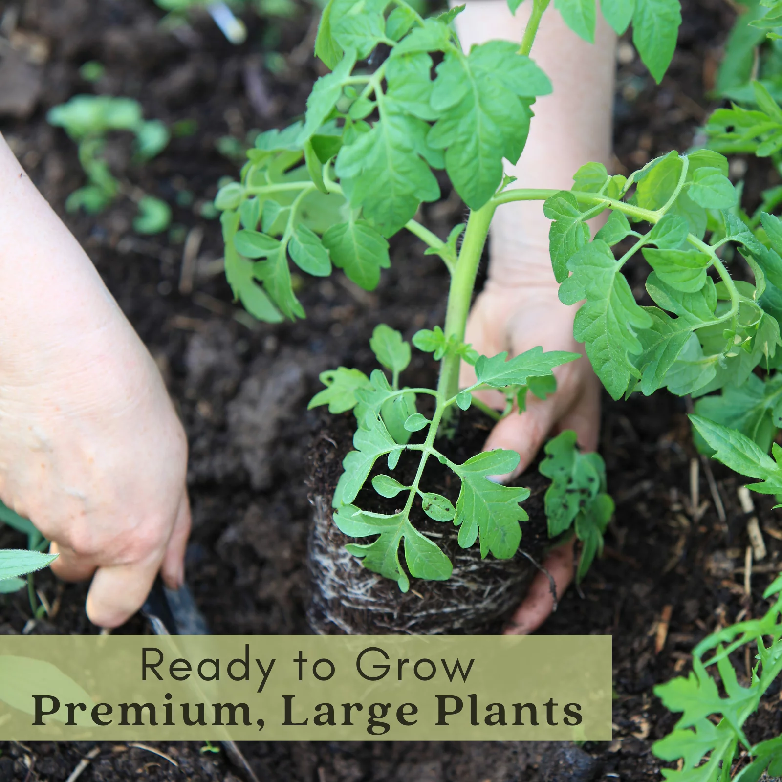 Black Prince Tomato Plants | Two Live Garden Plants | Non-GMO, Heirloom, Indeterminate