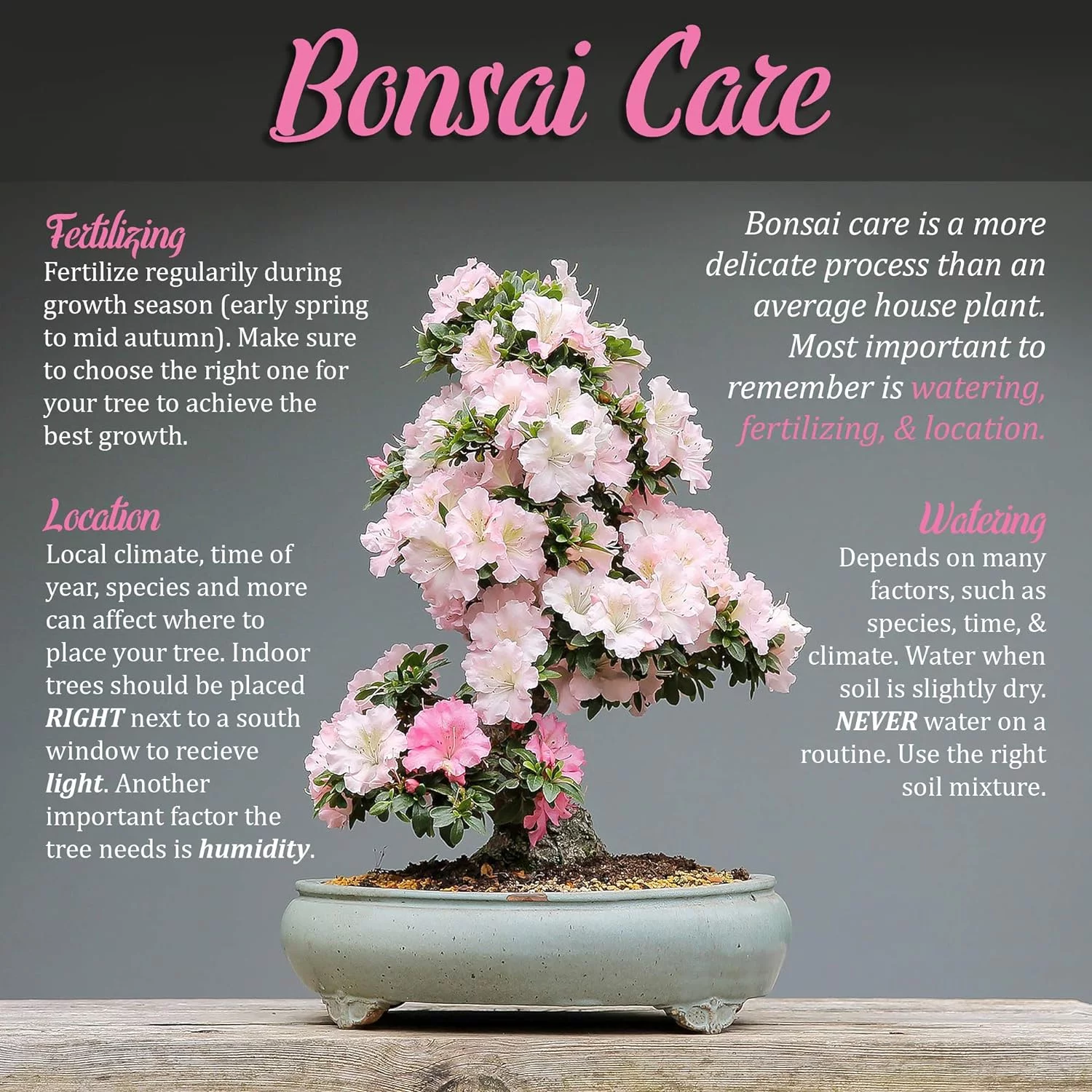 Bonsai Basics Set - 8