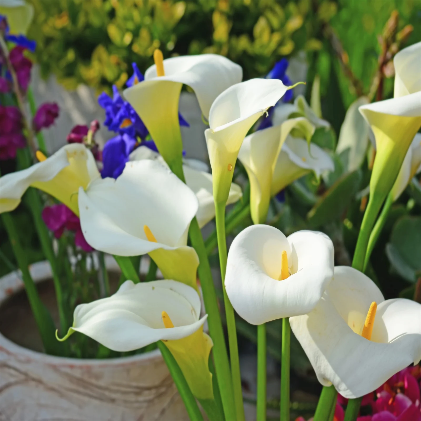 Calla Lily Bulbs, Calla Lily Plant , Calla Lily Bulbs, Suitable For Flower Arrangements, Easy To Care For, Calla Lily Bulbs For Planting, The Flowers Are Large Calla Lily Plants,Bulb Flowers,