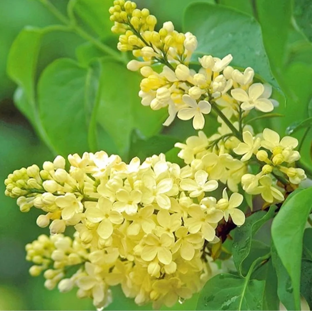 50 Yellow Lilac Seeds Extremely Fragrant Japanese Tree Lilac Shrub Syringa Vulgaris