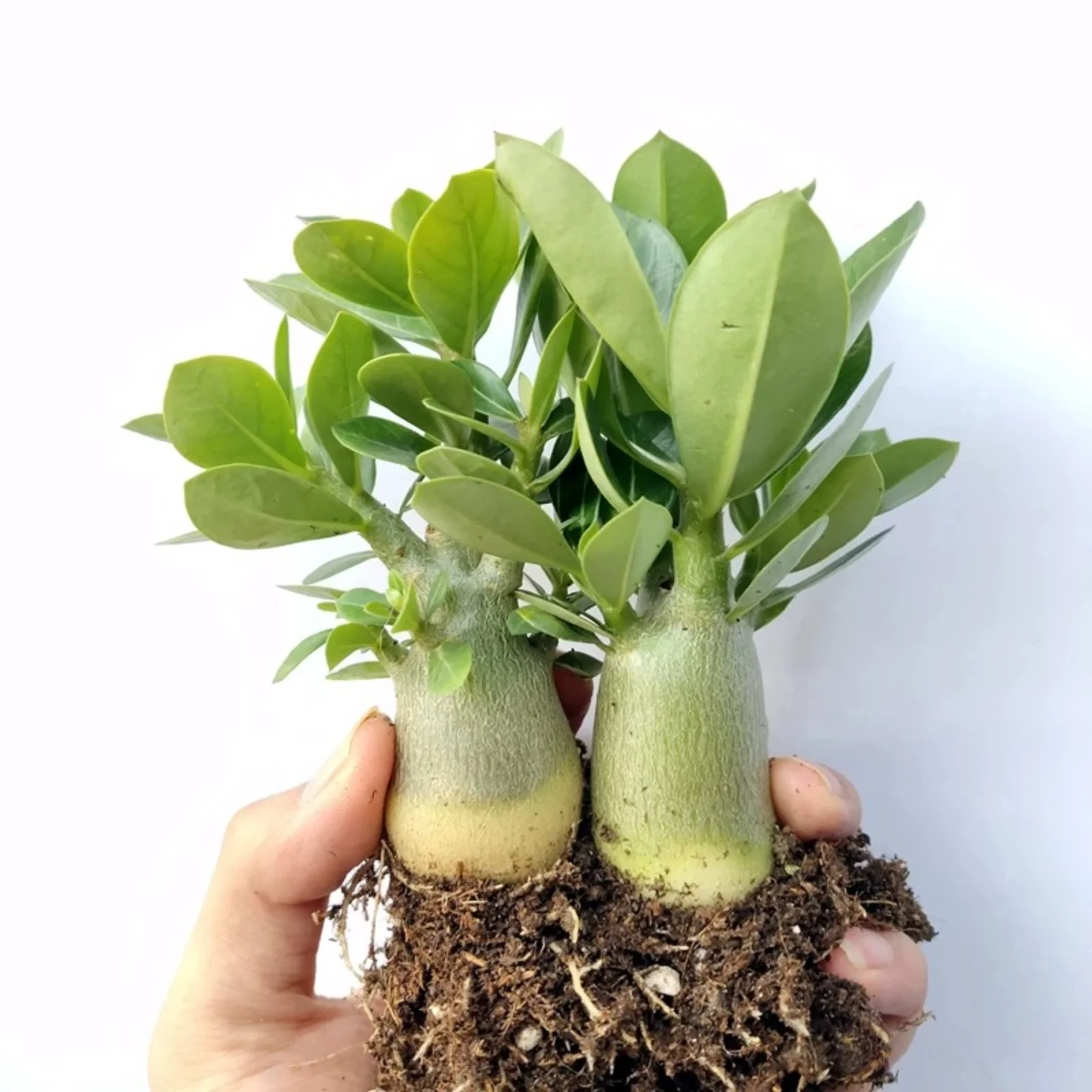 Desert rose plant live Desert Rose Tubers Bulbs Bulk Flower Plant Planted Lovely Perennial Can Grow Well in Flower Pots Gifts