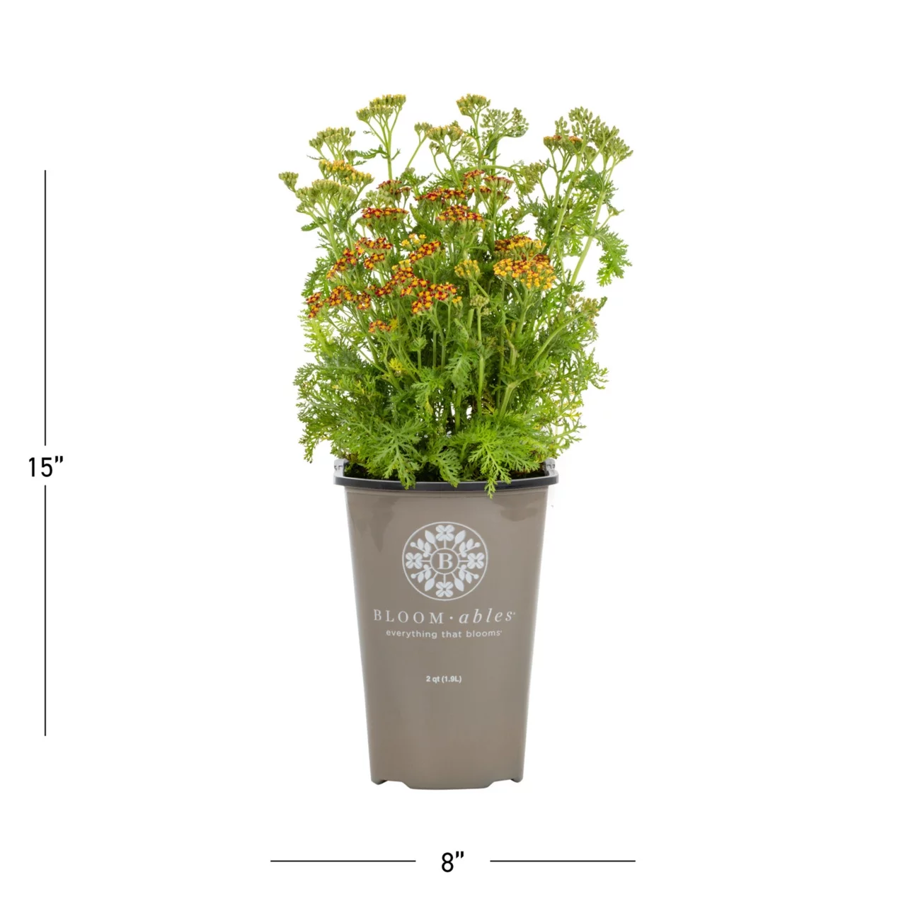 Bloomables 2QT Achillea Live Plant Live Plant Grower Pot Full Sun