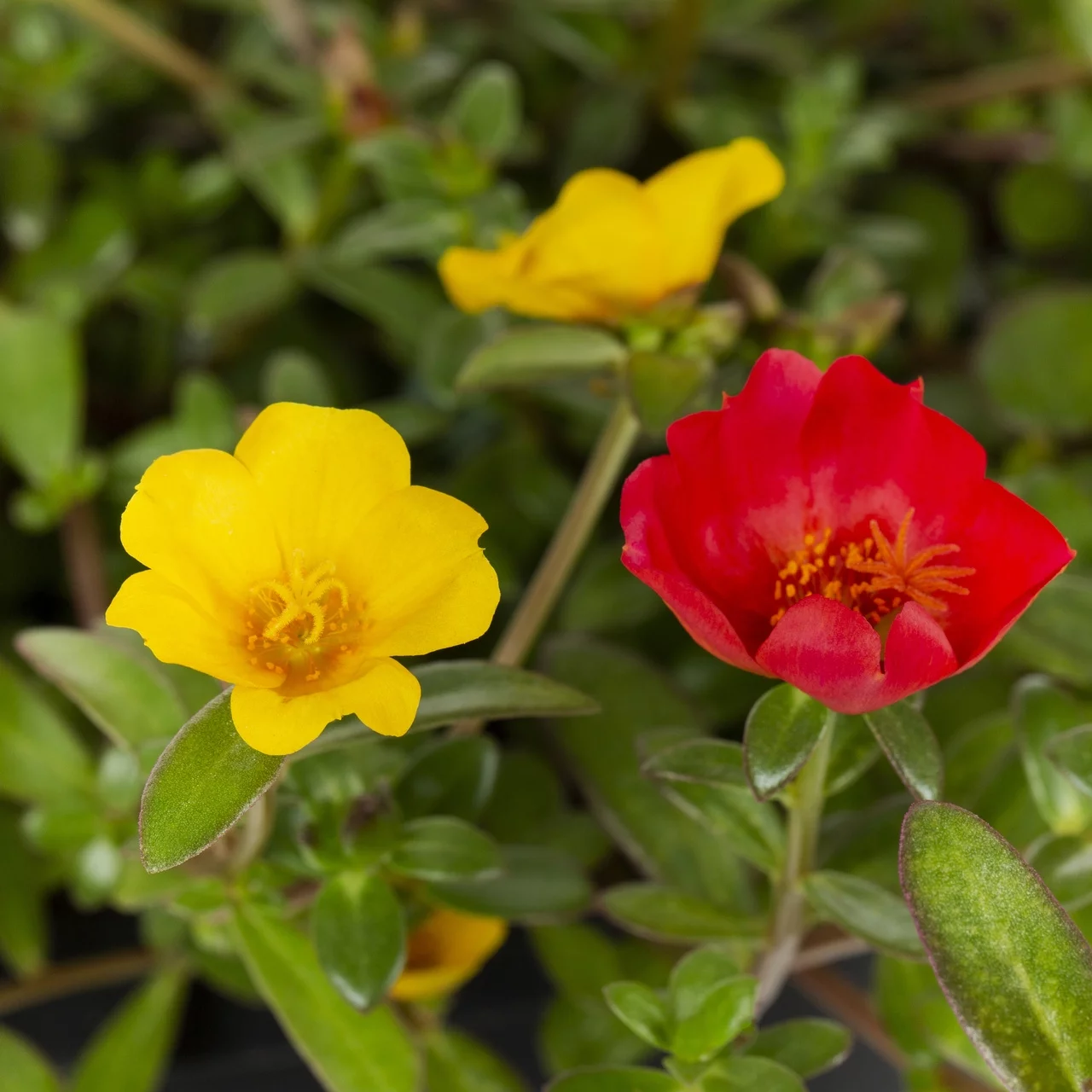 Better Homes & Gardens QT Multicolor Portulaca Live Plant Grower Pot Sun