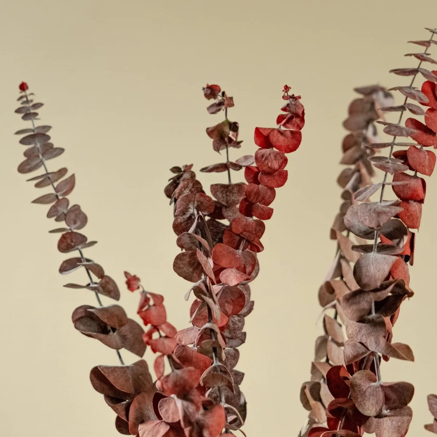 Raw Sola Wood Flowers - Centerpiece/Vase/Pot/Bouquet Fillers - -Satin Washed Eucalyptus Red