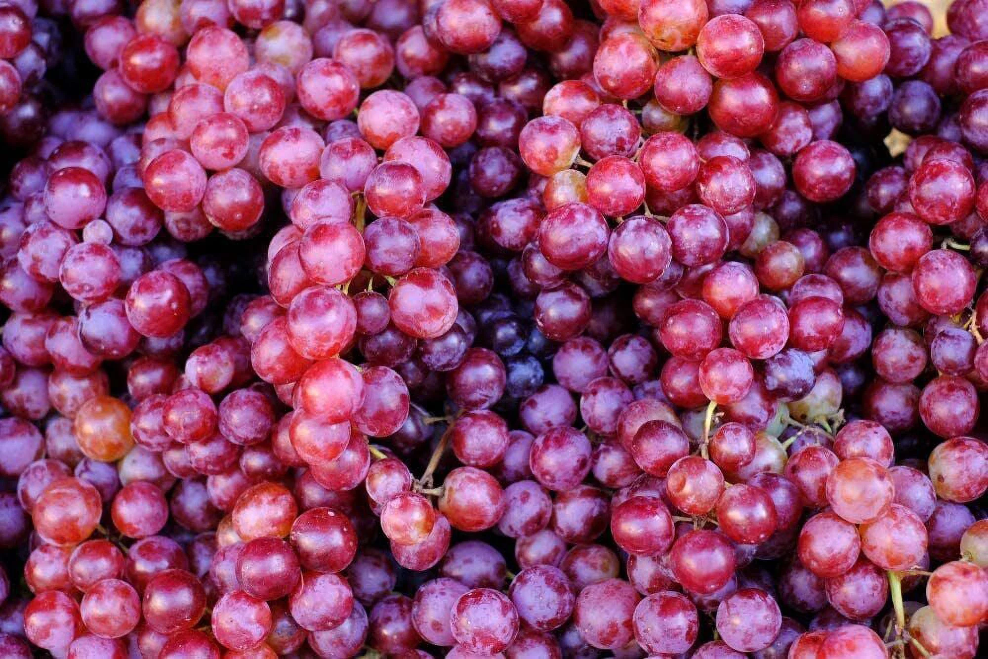 20 Red Concord Grape Seeds to Grow Grape Vines for Wine Making Fruit Dessert