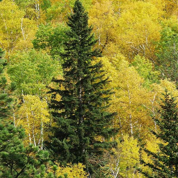 Brighter Blooms - Black Hills Spruce Tree, 2-3 ft. - No Shipping To AZ