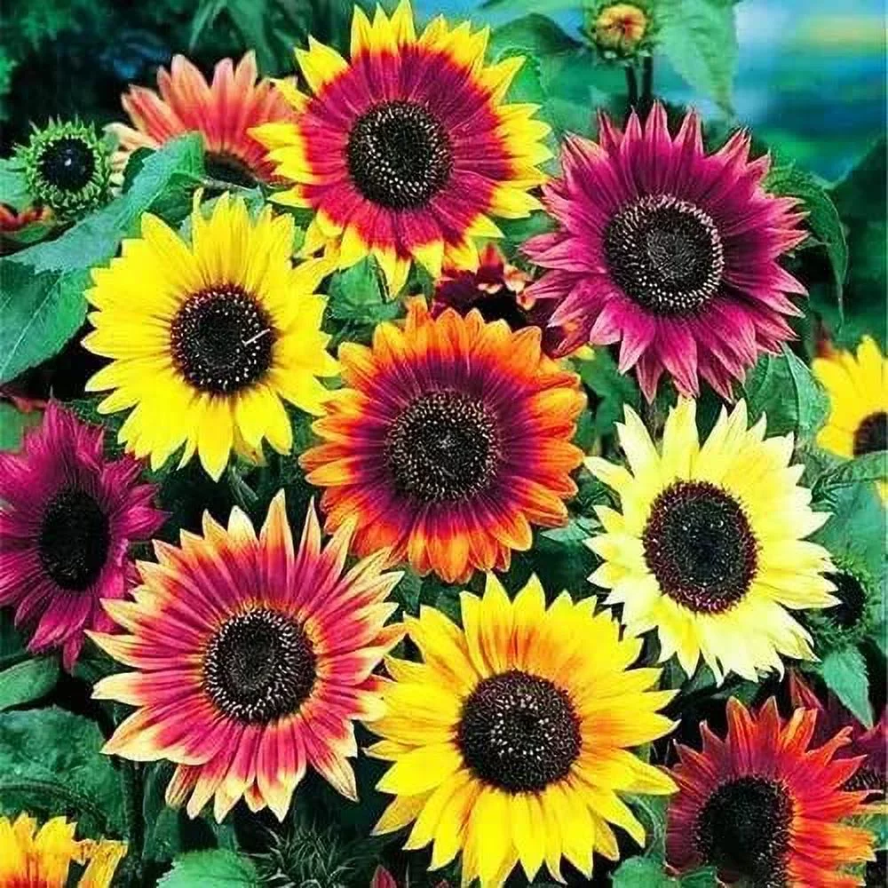 Sunflower Seeds for Planting Heirloom Non-GMO, Bulk Package of 15 Varieties Mix Seeds -Attracts Pollinators (500 Seeds)