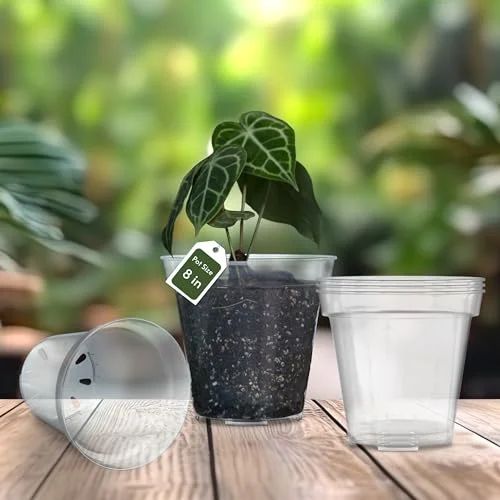 karenplantsplants™ 8