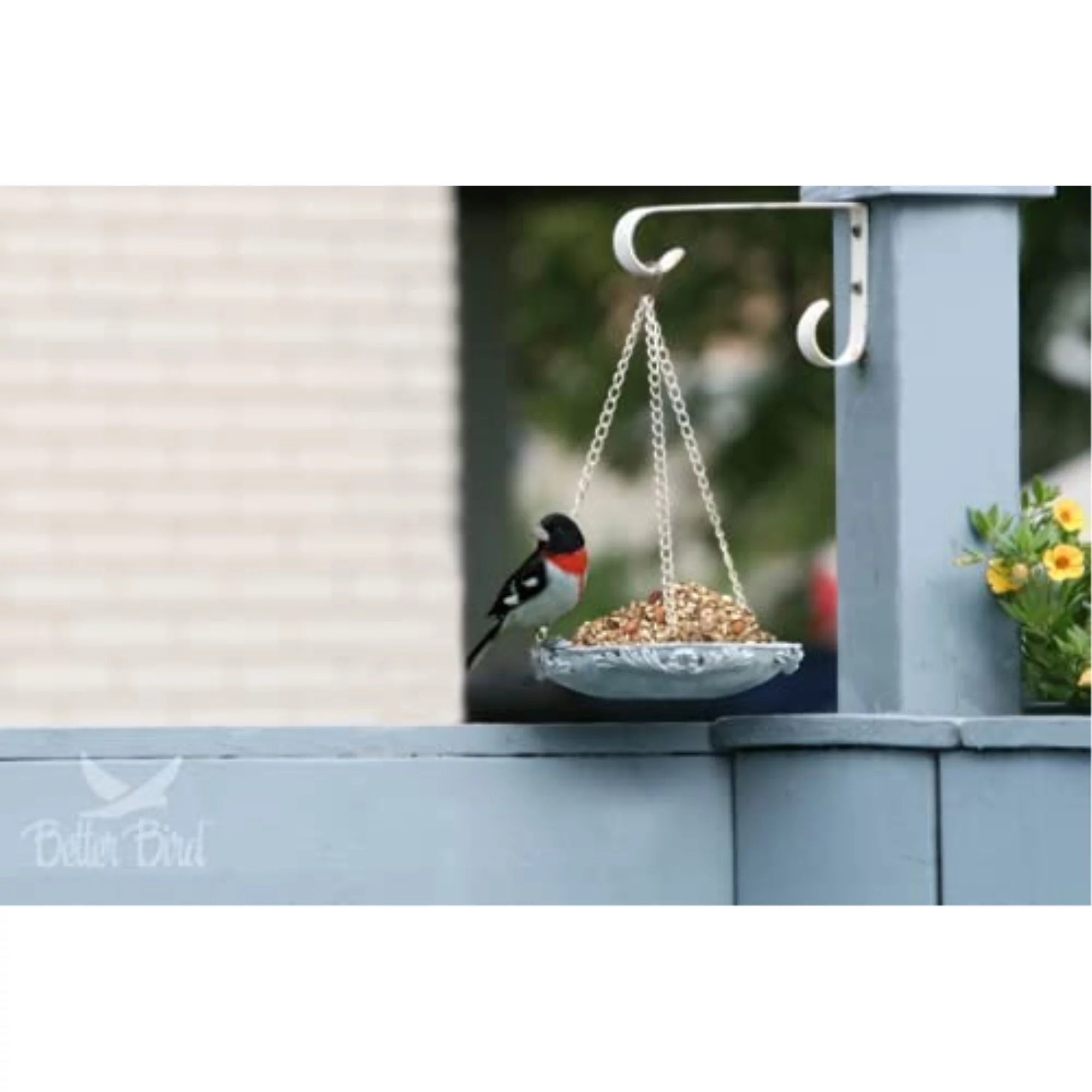 Better Bird Beautiful Bird Assorted Species Sunflower Seeds Wild Bird Food 5 lb