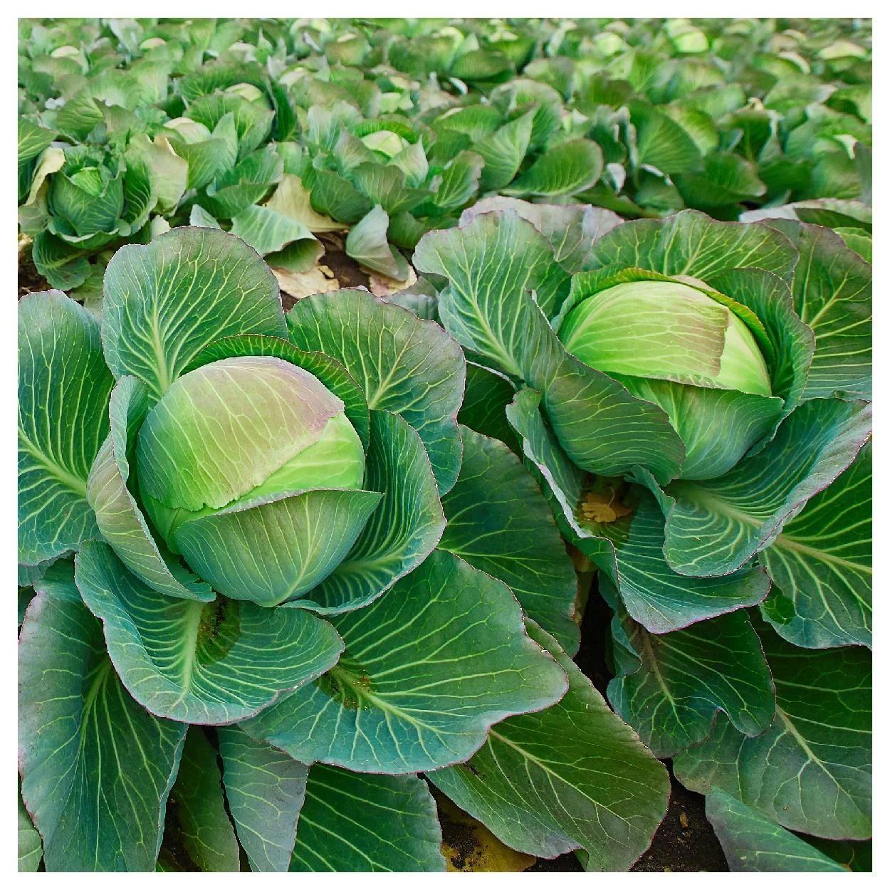 Everwilde Farms - 500 Brunswick Cabbage Seeds - Gold Vault Jumbo Bulk Seed Packet