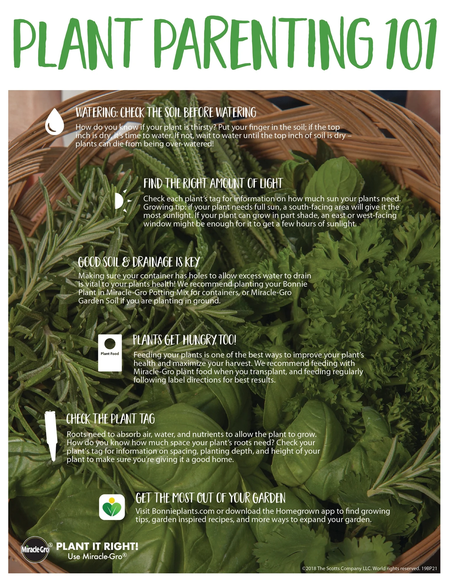 Bonnie Plants Park's Whopper Tomato 19.3 oz.