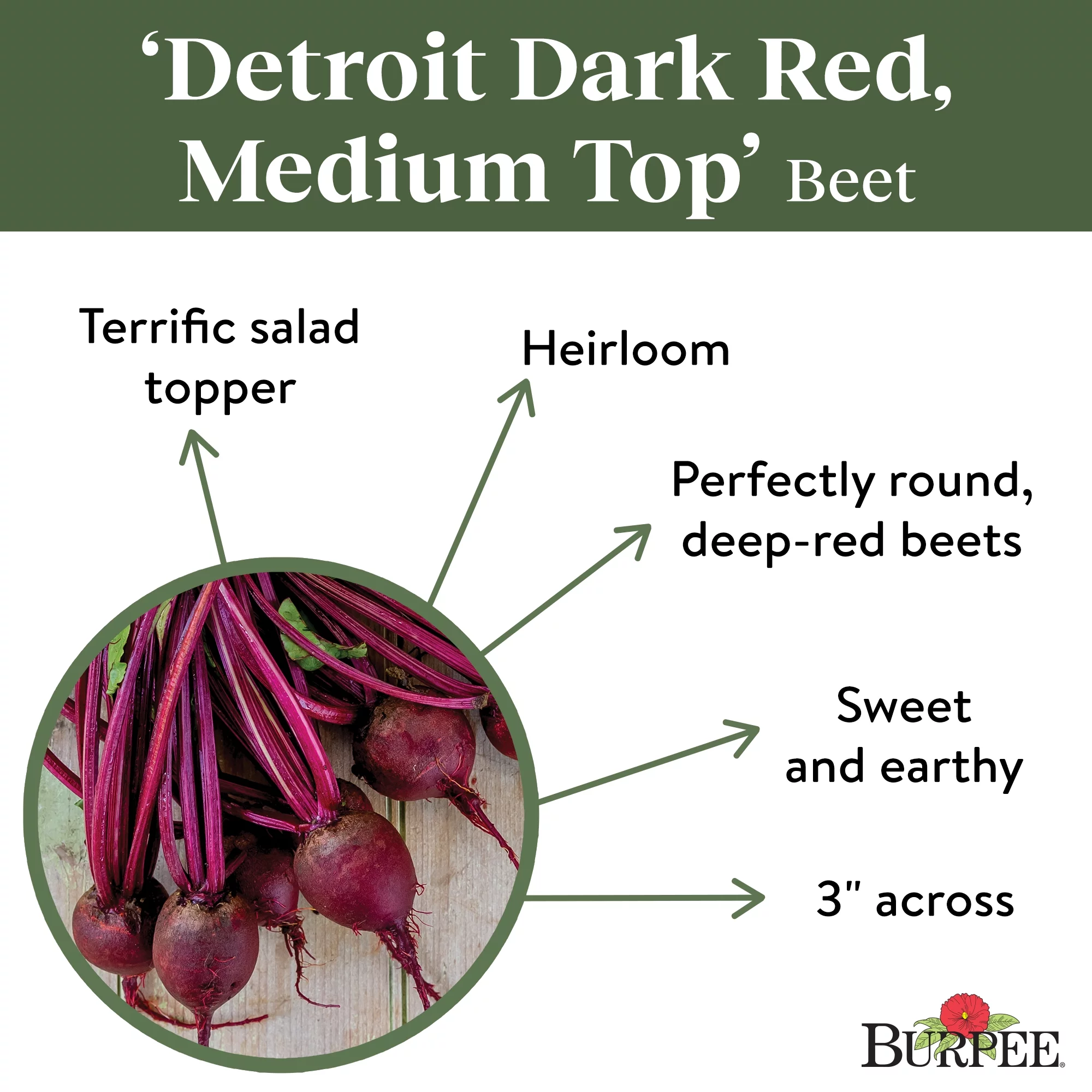 Burpee Medium Top Detroit Dark Red Beet Seeds - Non-GMO, Easy to Grow, Vegetable Gardening Seeds, 5.5g, 1-Pack