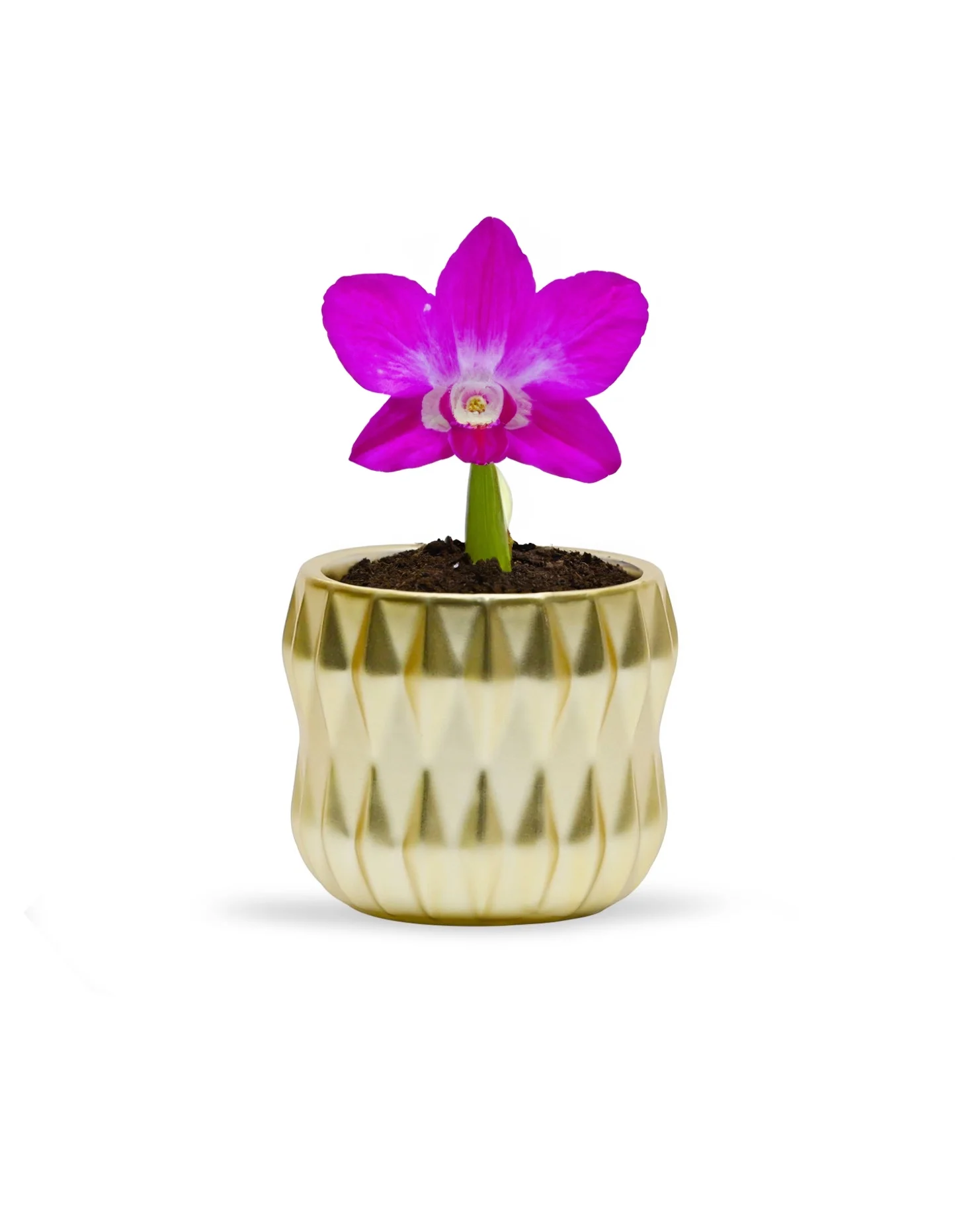 WGV Small Unique Gold Ceramic Pot- 4.5