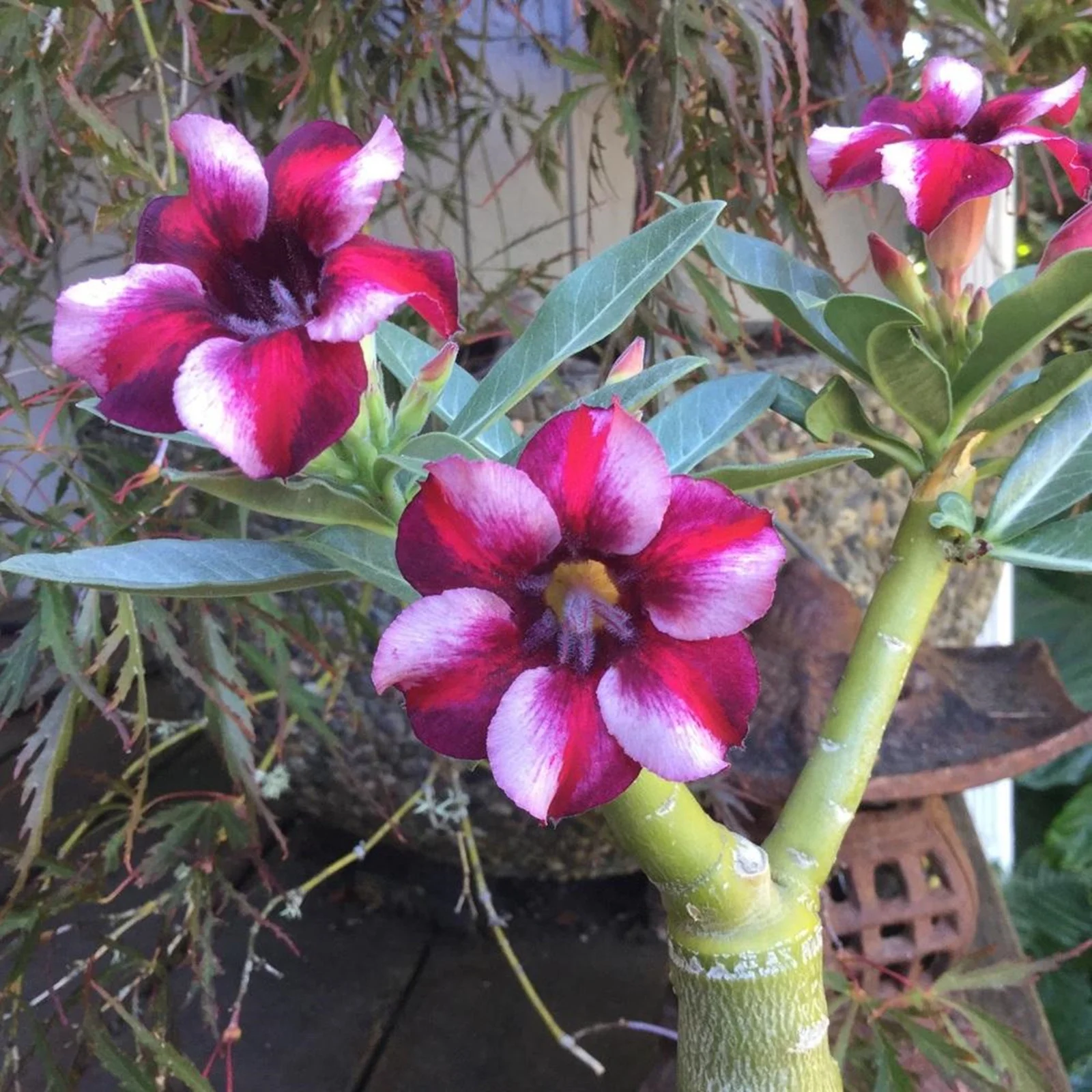 Desert Rose Bulbs, Cold And Drought Tolerant. Desert Rose Plant,Thrives In A Variety Of Conditions, Produce Vibrant Bright Flowers,Desert Rose Plant Live,Easy Planting For Novices,