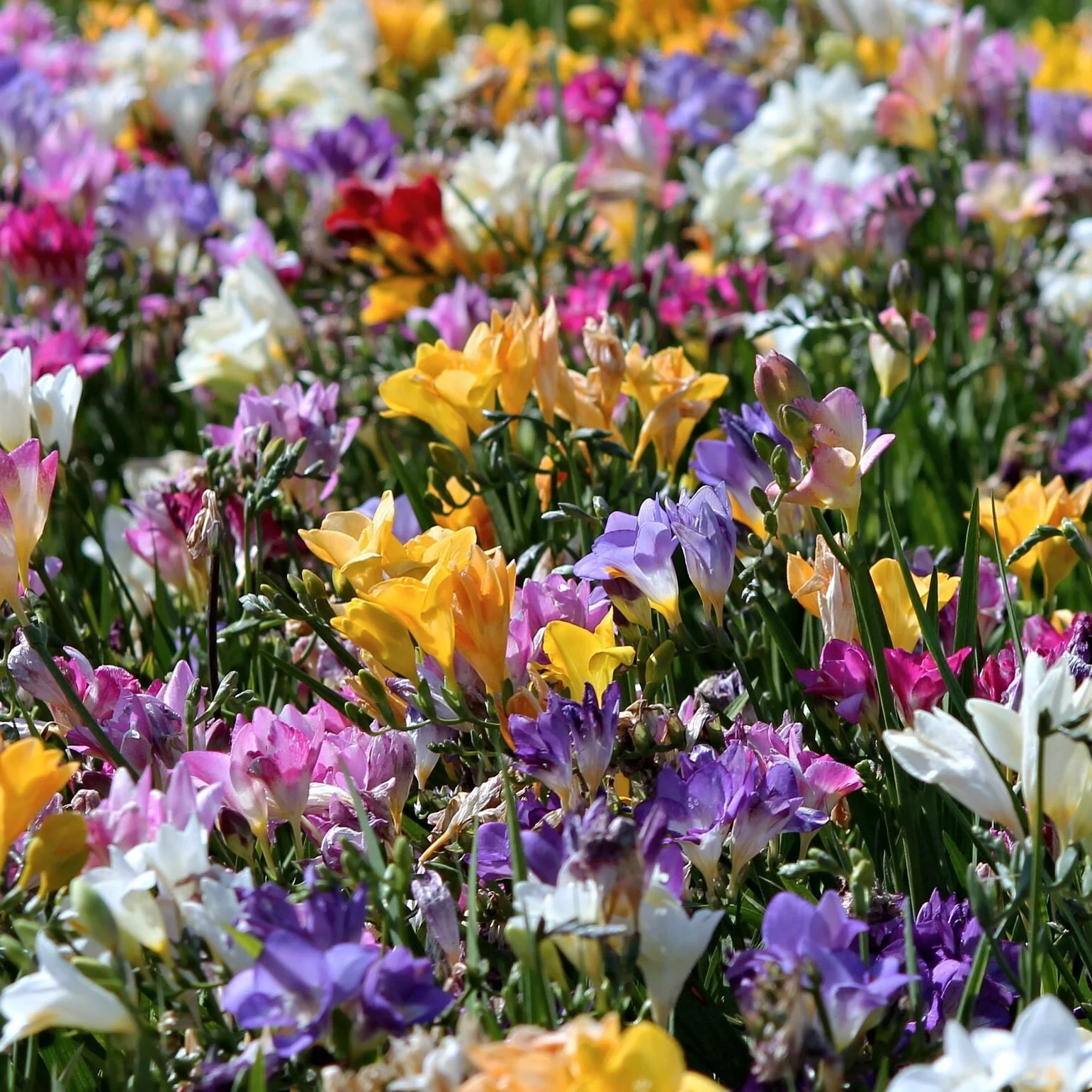 Single Mix Freesia (15 Bulbs) - Flourishing Venture
