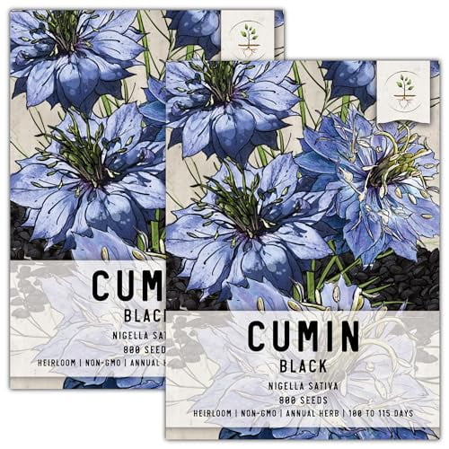 Seed Needs, Black Cumin Seeds - 800 Heirloom Seeds for Planting Nigella Sativa - Non-GMO & Untreated Medicinal Herb for Asthma, Headaches, Inflammation (2 Packs)