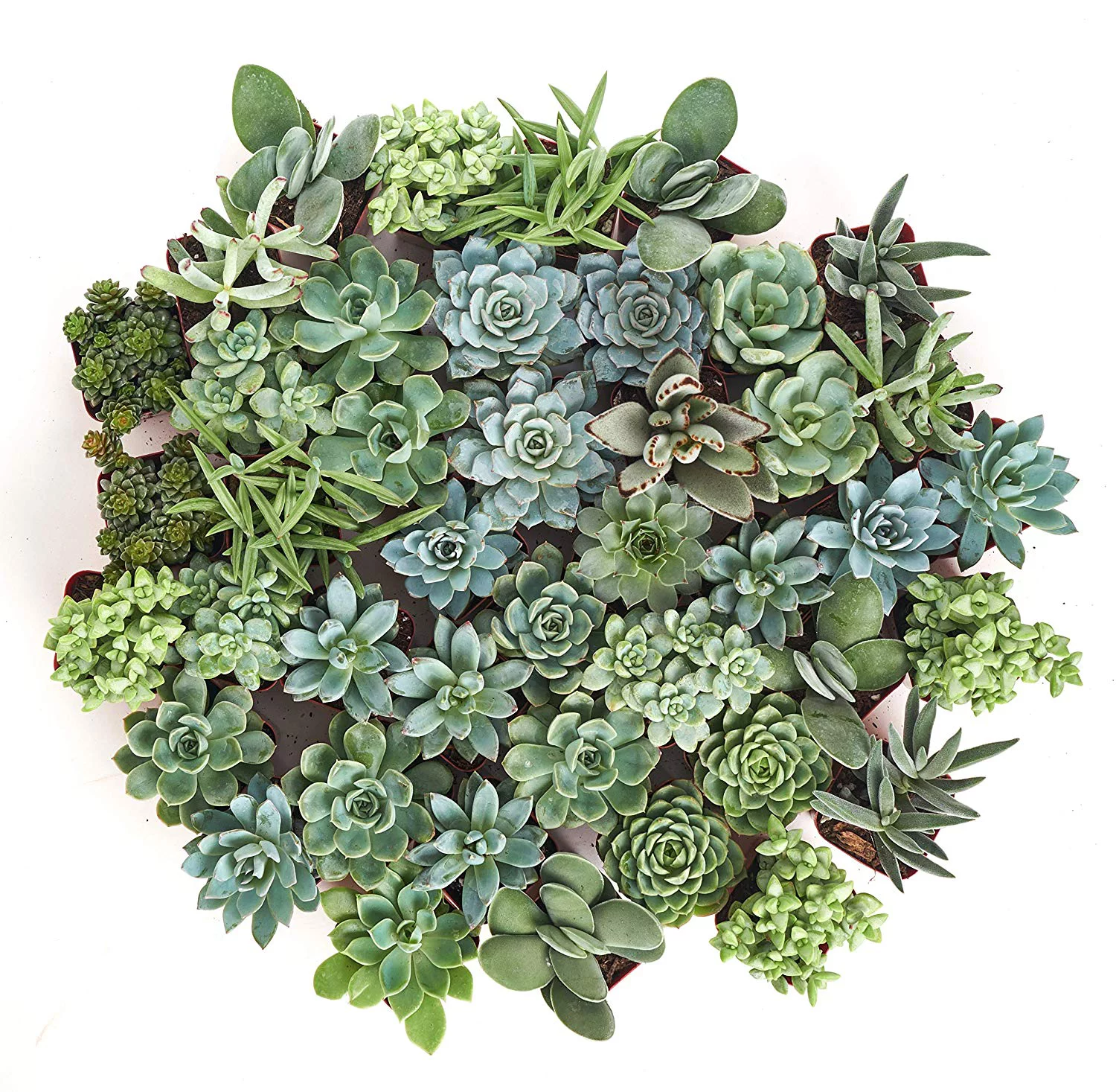 Home Botanicals Blue/Green Collection Succulent (Collection of 128)