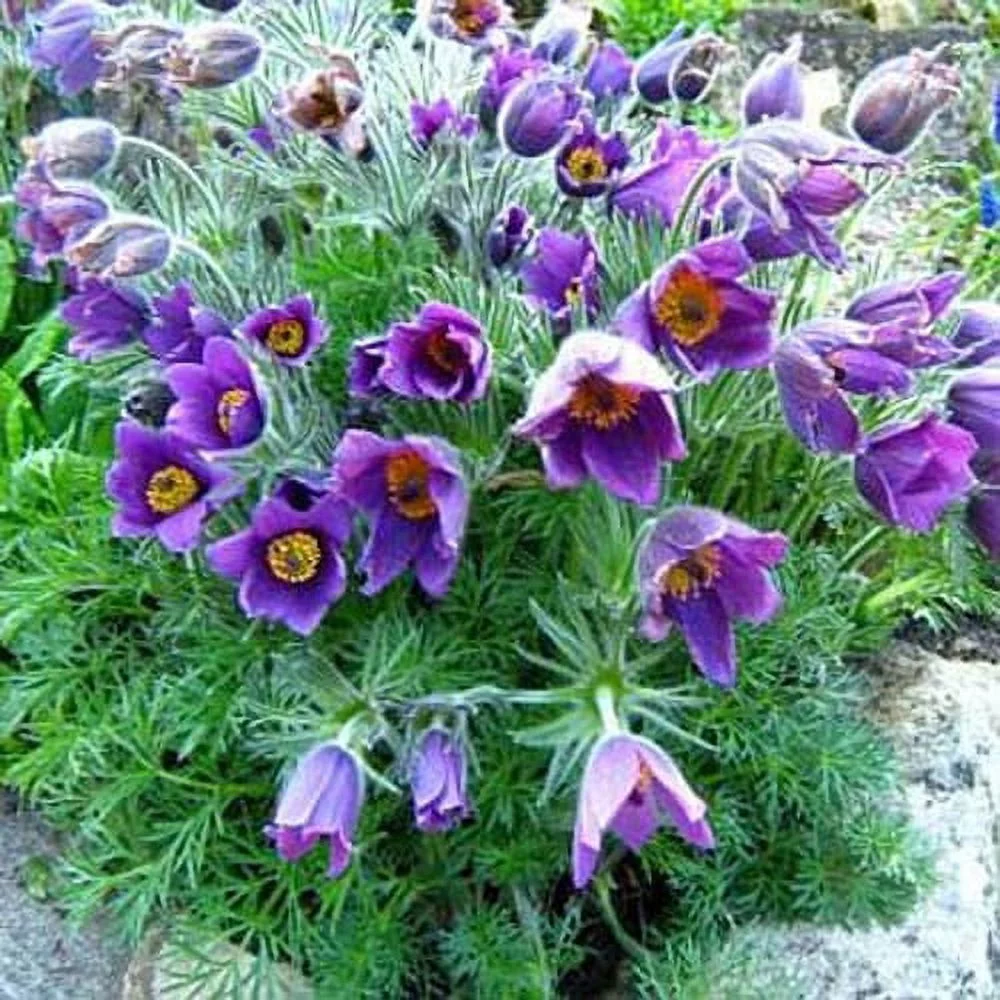 Outsidepride Anemone Pulsatilla Violet Flower Seed - 1000 Seeds