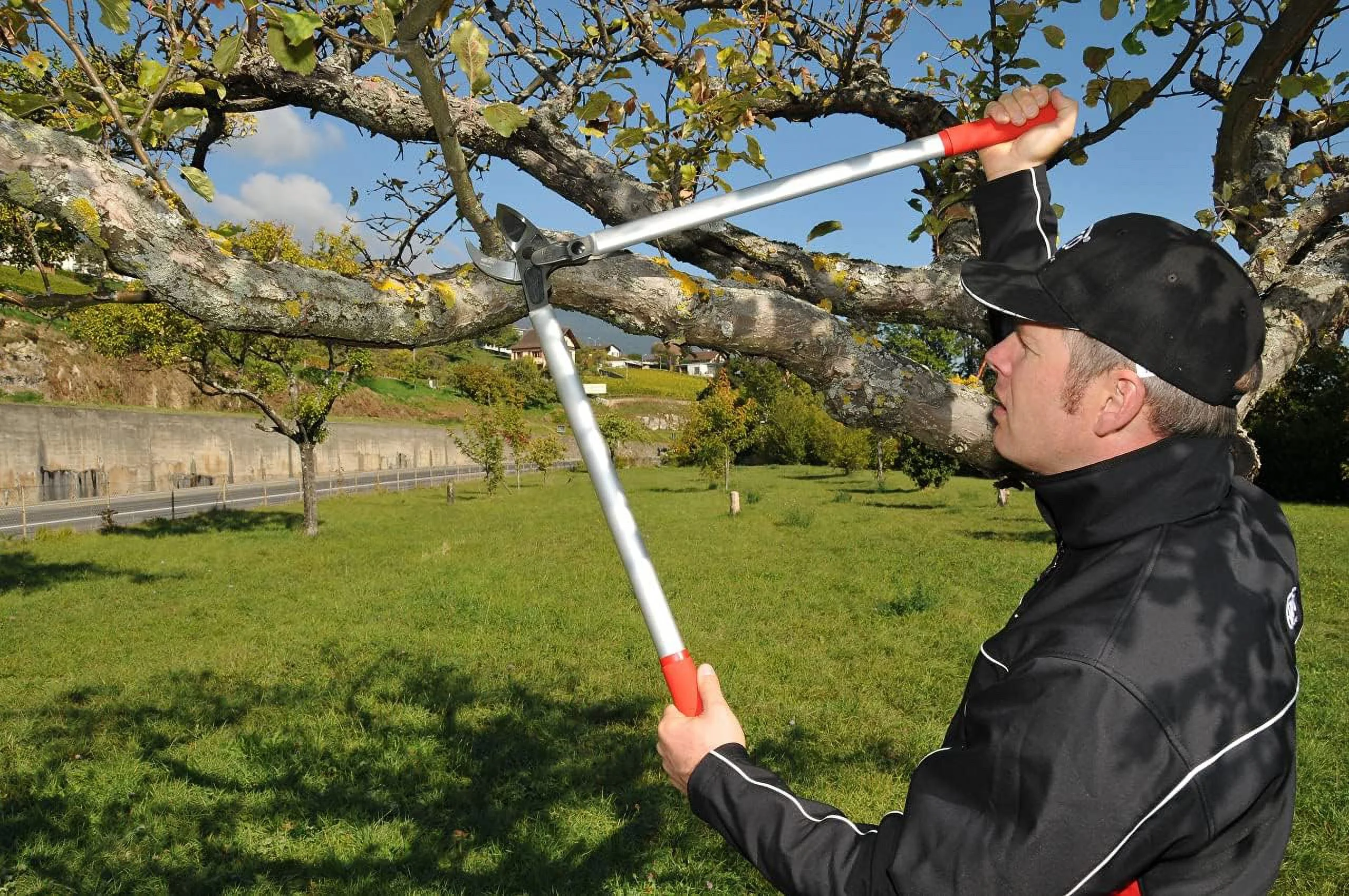 F231 231, Two-Handed, Lever-Action, Long Lopper, Style, Anvil Curved Blade, Red/Gray