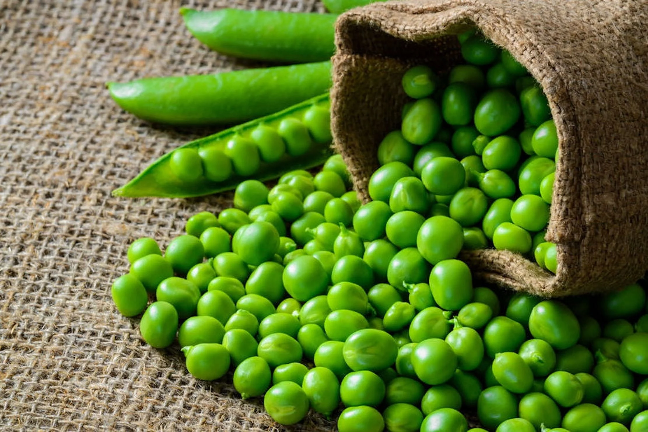 Vegetable Seeds- Pea- Early Alaska Heirloom Pea -100 Seeds -Tender and Sweet -Loves Cool Weather -Produces Early